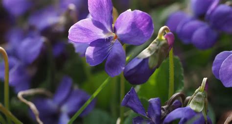 Rhode Island State Flower - The Common Blue Violet - ProFlowers Blog