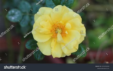 Different Stages Beautiful Rose Plant Stock Photo 2216702939 | Shutterstock