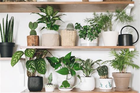 Air-Purifying Plants To Buy For Your Home | Best Indoor Plants