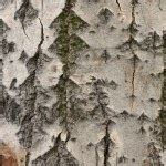 Birch bark background — Stock Photo © olechowski #1736500