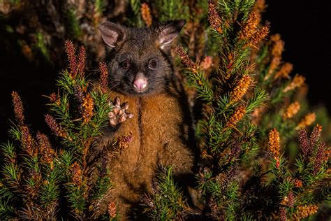 Common Brushtail Possum | Sean Crane Photography