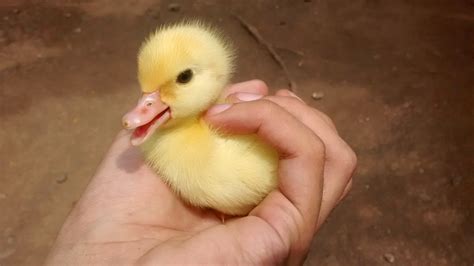 Baby duck held in hand - Teh Cute