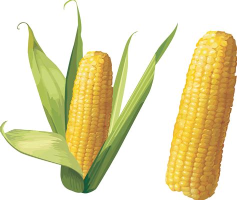 Corncob clipart - Clipground