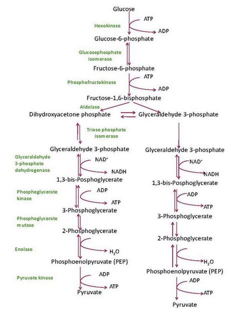 Glycolysis -Where does glycolysis take place, Steps & Pathway - (Updated - 2018)