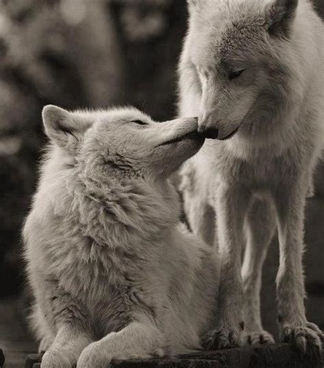 wolf mates - Wolves Photo (37060593) - Fanpop