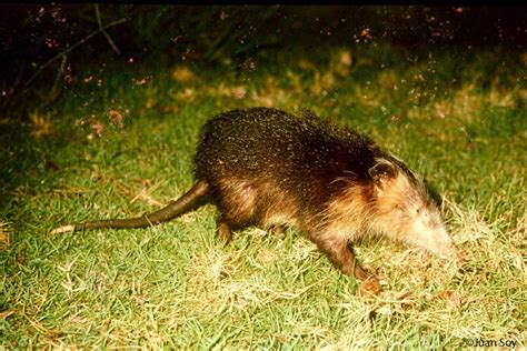 Cuban solenodon | Atopogale cubana