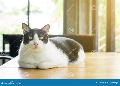 Cute Black and White Cat Sitting on a Table Stock Image - Image of kitty, mammal: 195962879