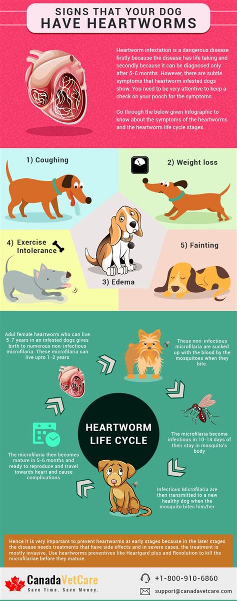 5 Signs That Indicate Your Dog Has Heartworms - Infographic | Heartworm, Dog infographic, Dogs