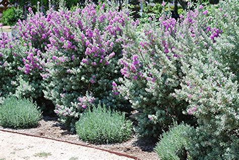 Texas Sage Care: Planting, Watering, Pruning, Fertilizing, And More ...