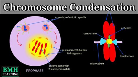 Chromosome Condensation | Chromatin Condensation | Molecular Mechanism ...