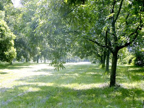 Free Pecan Orchard Stock Photo - FreeImages.com