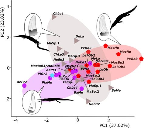 The ecological diversification and evolution of Teleosauroidea (Crocodylomorpha, Thalattosuchia ...