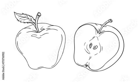 Vector drawing or coloring sheet with apple cut in half isolated on white background Stock ...