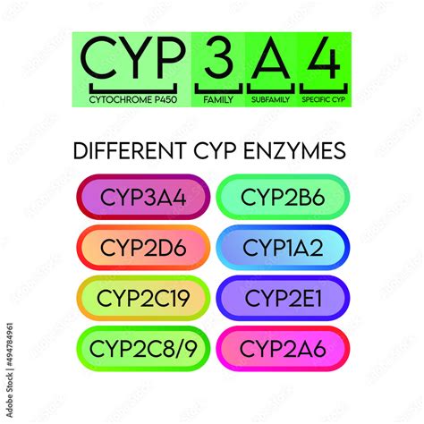 CYP Cytochrome p450 nomenclature and examples of common enzymes. Pharmacology and biochemistry ...