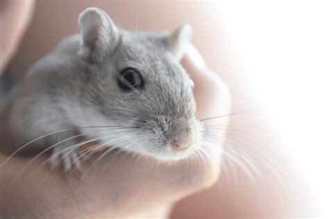 Gerbils: Overall Care + 3 Reasons Why They're Perfect First-Time Pets