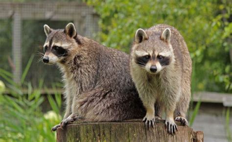 Raccoon Removal Services | Pest Control Raccoon Removal