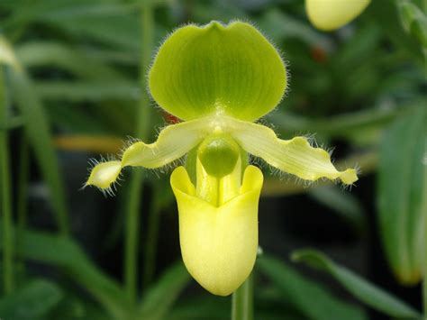 Paphiopedilum primulinum care and culture | Travaldo's blog