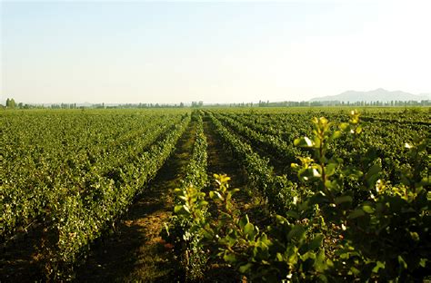 Cono Sur Organic Sauvignon Blanc Valle de San Antonio, Chile 2018 – Gus Clemens on Wine