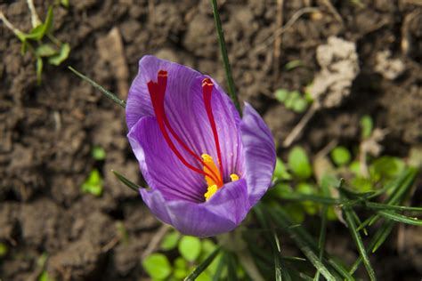 How to Grow and Care For Saffron Crocus