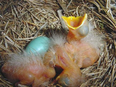 Wild Baby Newborn Birds With Swollen Abdomen - unique rare bird