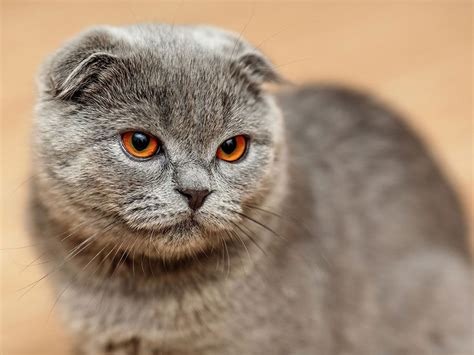 Shorthair Cat Breeds | Britannica