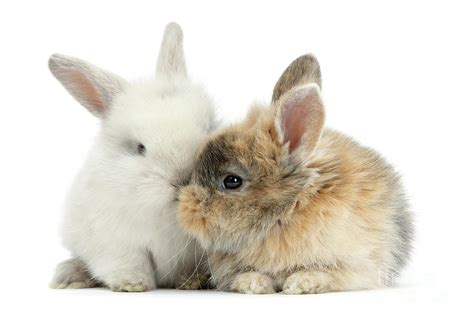 Kissing Love Bunnies Photograph by Warren Photographic - Pixels