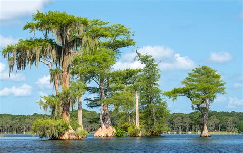 Cypress Trees on Santa Fe Lake | Florida Paddle Notes