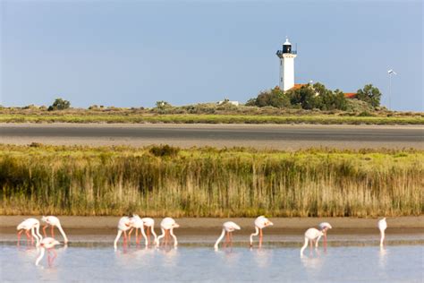 Hidden Camargue: France's Wild Wetlands (with Map and Images) - Seeker