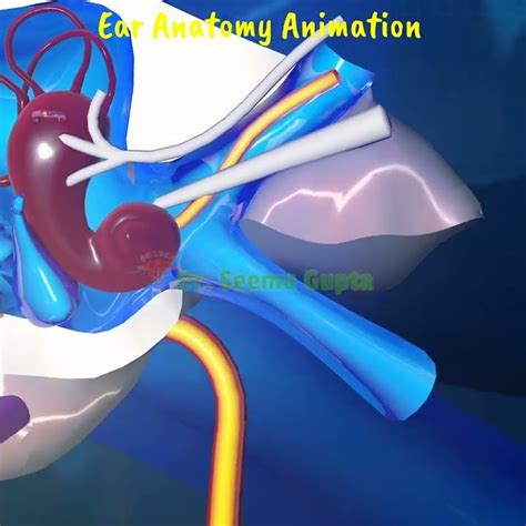 ear anatomy animation - Ear Anatomy | Inside the ear | 3D Human Ear animation video #shorts ...