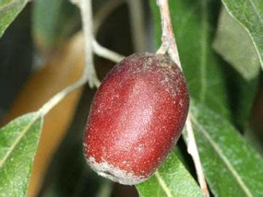 Russian Olive: Identification, Leaves, Bark & Habitat | Elaeagnus ...