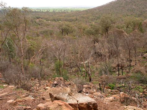 Grenfell, NSW - Aussie Towns