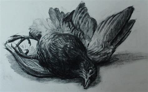 Dead Bird by NingerGinjaaahh on DeviantArt