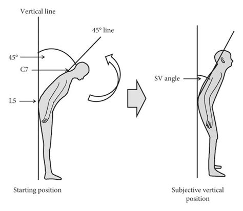 Diagrams illustrating measurement of (a) forward flexion of the trunk... | Download Scientific ...