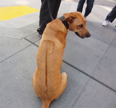 Still... can't believe you didn't even know Swahili. Hmf. - The Dogs of San FranciscoThe Dogs of ...