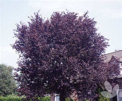 Prunus cerasifera 'nigra' - Black Ornamental Plum - Trees - Speciality Trees