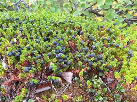 Crowberry Berries (Empetrum nigrum) in Labrador