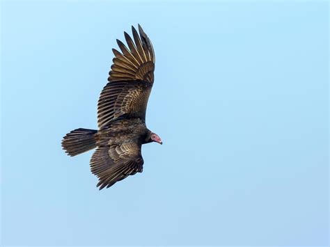 Turkey Vulture Migration: A Complete Guide | Birdfact