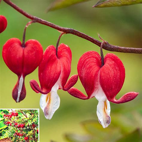 Shop Valentine Bleeding Heart | Shade Perennials | Breck's