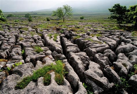 Limestone Pavement Photograph by Duncan Shaw/science Photo Library