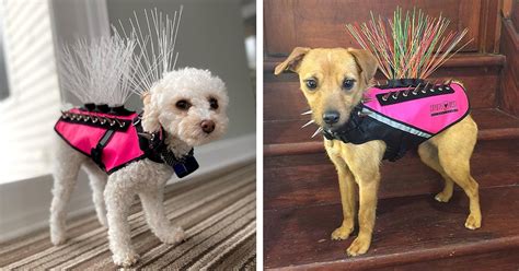 Pet Protection Vests with Spikes Help Protect Small Dogs from Predators