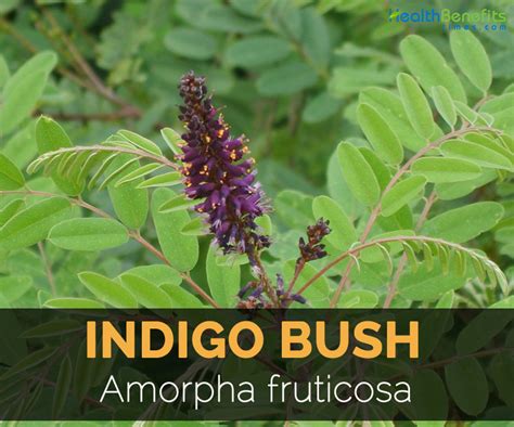 Indigo Bush Facts and Medicinal uses