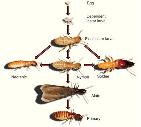 Scientists Sequence Genome of Nevada Dampwood Termite | Genetics | Sci-News.com