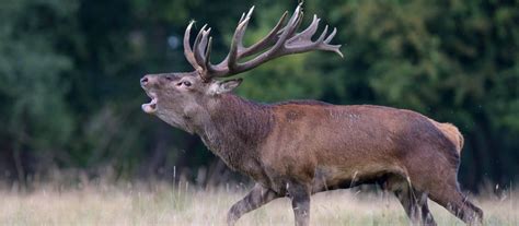 What Sound Does a Deer Make? (+ what each sound means)