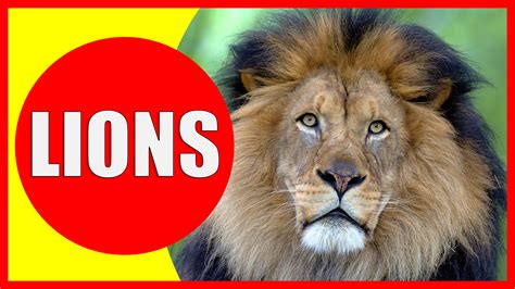 Lion Facts for Kids - Information about Lions - Kiddopedia