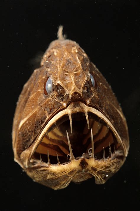 30 most terrifying deep sea creatures - Part 3