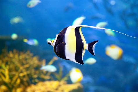 Moorish Idol Fish | Tropical Fish Facts | DK Find Out