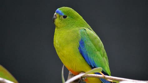 Threatened Species Day: Orange-bellied parrot breeding program to be ...