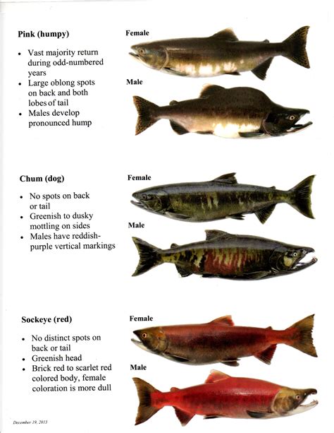 Pacific salmon identification sp – Artofit