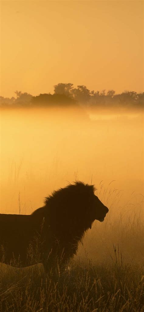 Wallpaper ID: 350357 / Animal Lion Phone Wallpaper, , 1125x2436 free download