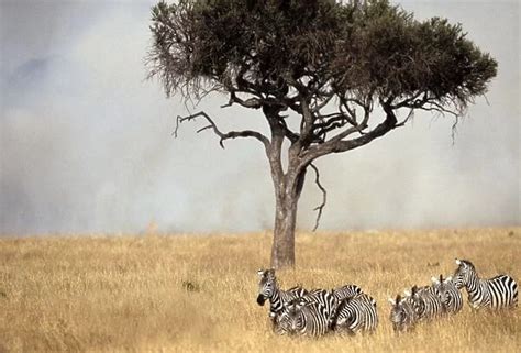 Boehms / Grants Zebra herd with fire and smoke behind